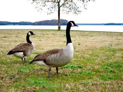 best time to visit Percy Priest Lake