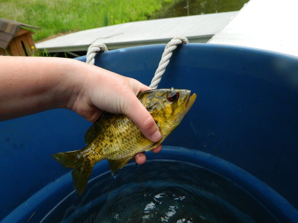 crappie fish