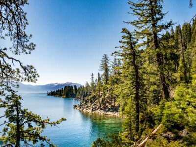 lake-tahoe-trees