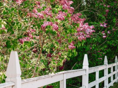 mackinac island lilac festival