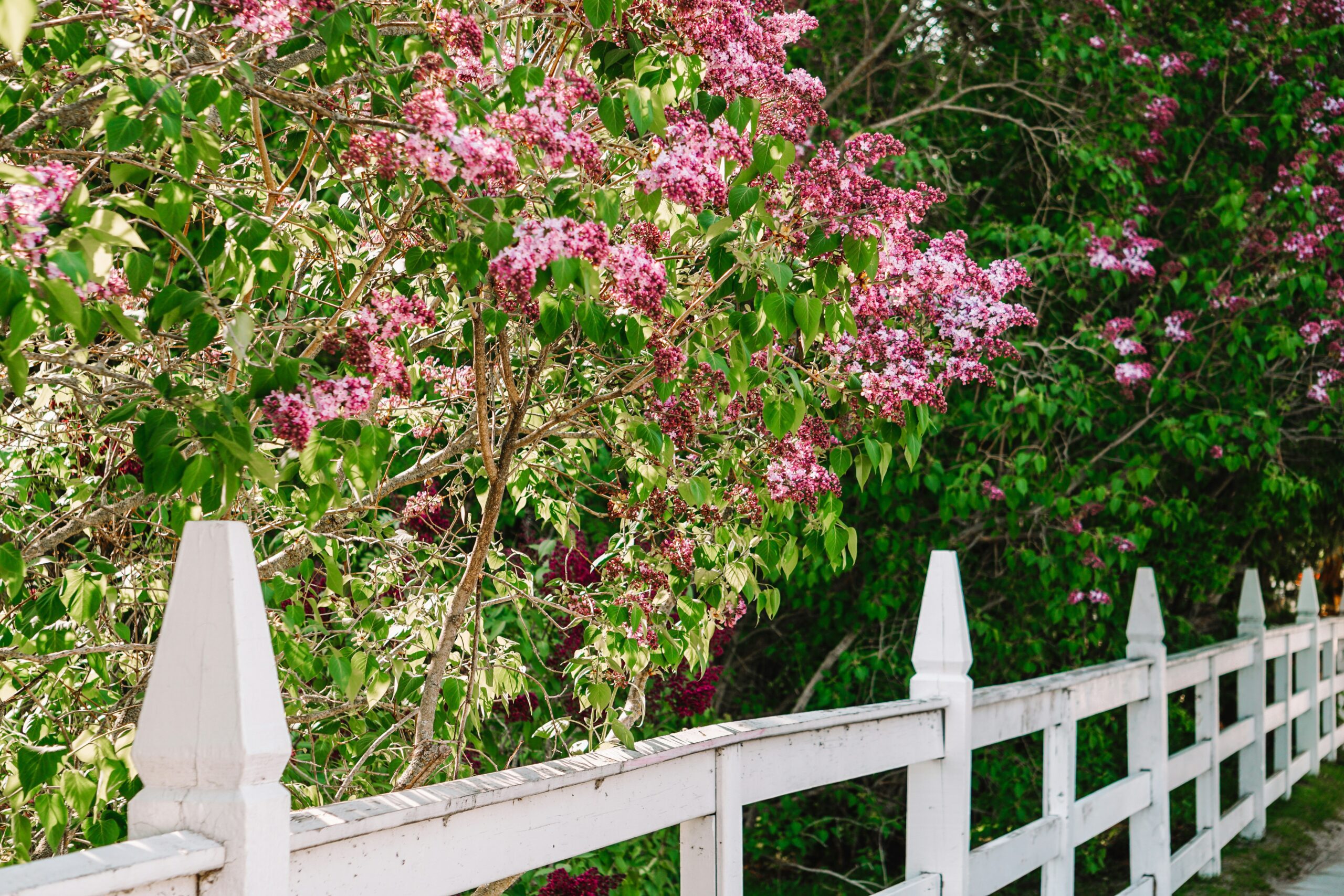 mackinac island lilac festival