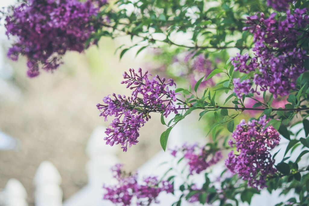 mackinac island lilac festival x