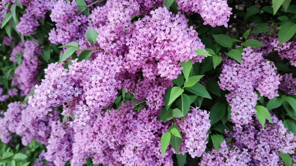 mackinac island lilac festival x