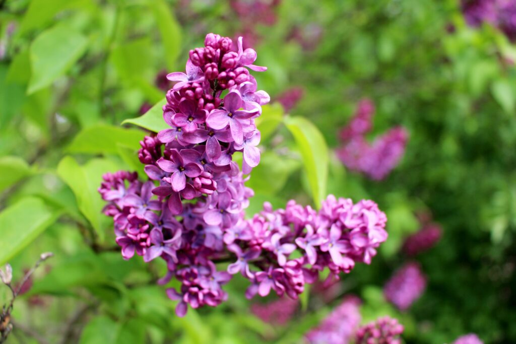 mackinac island lilac festival x