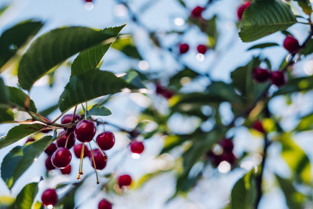 traverse city cherry festival x