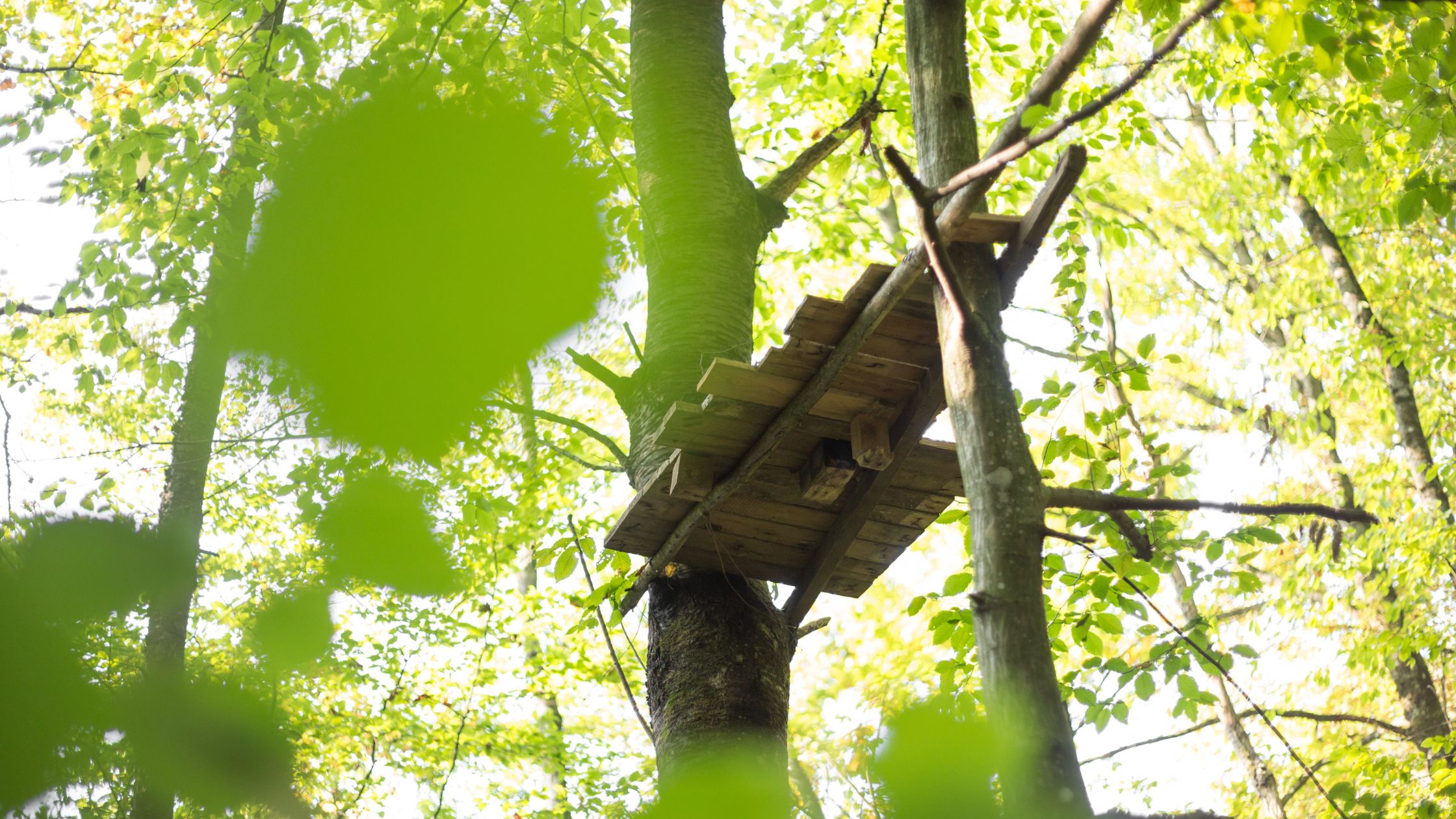 Tree Platform for Survival