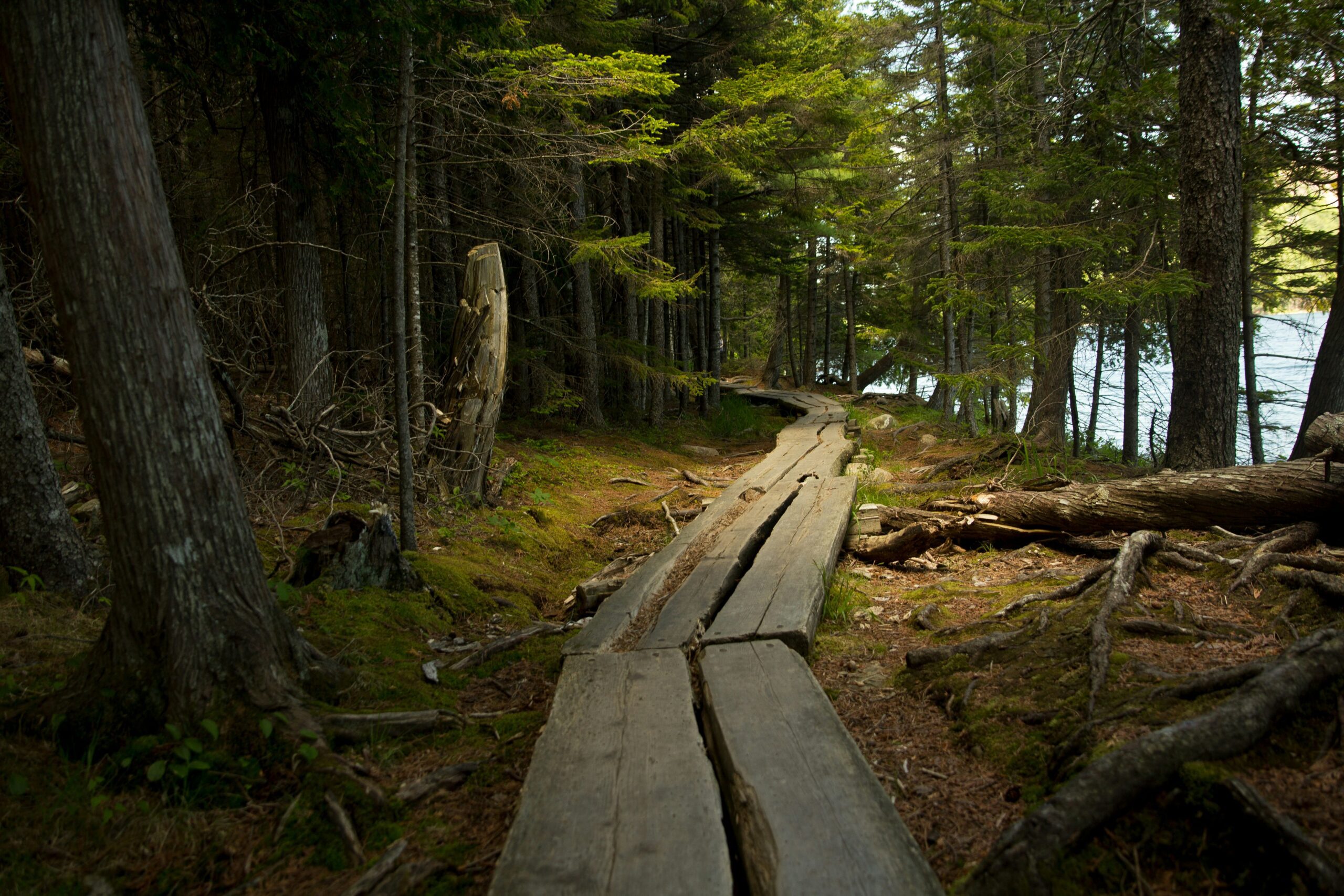 acadia national park2 scaled