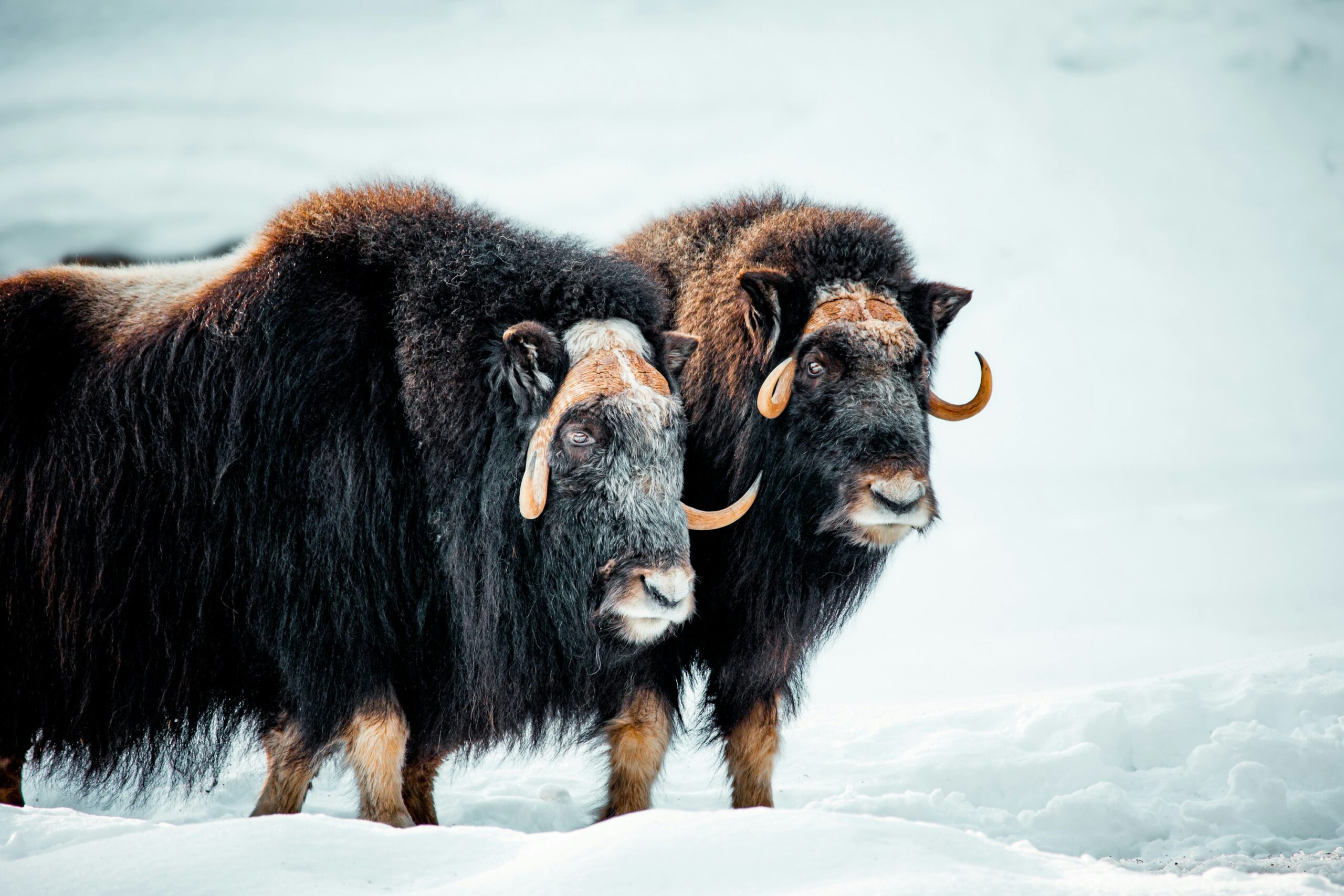 muskoxen scaled