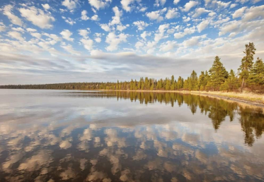 vertical shot of a lake surrounded by a forest