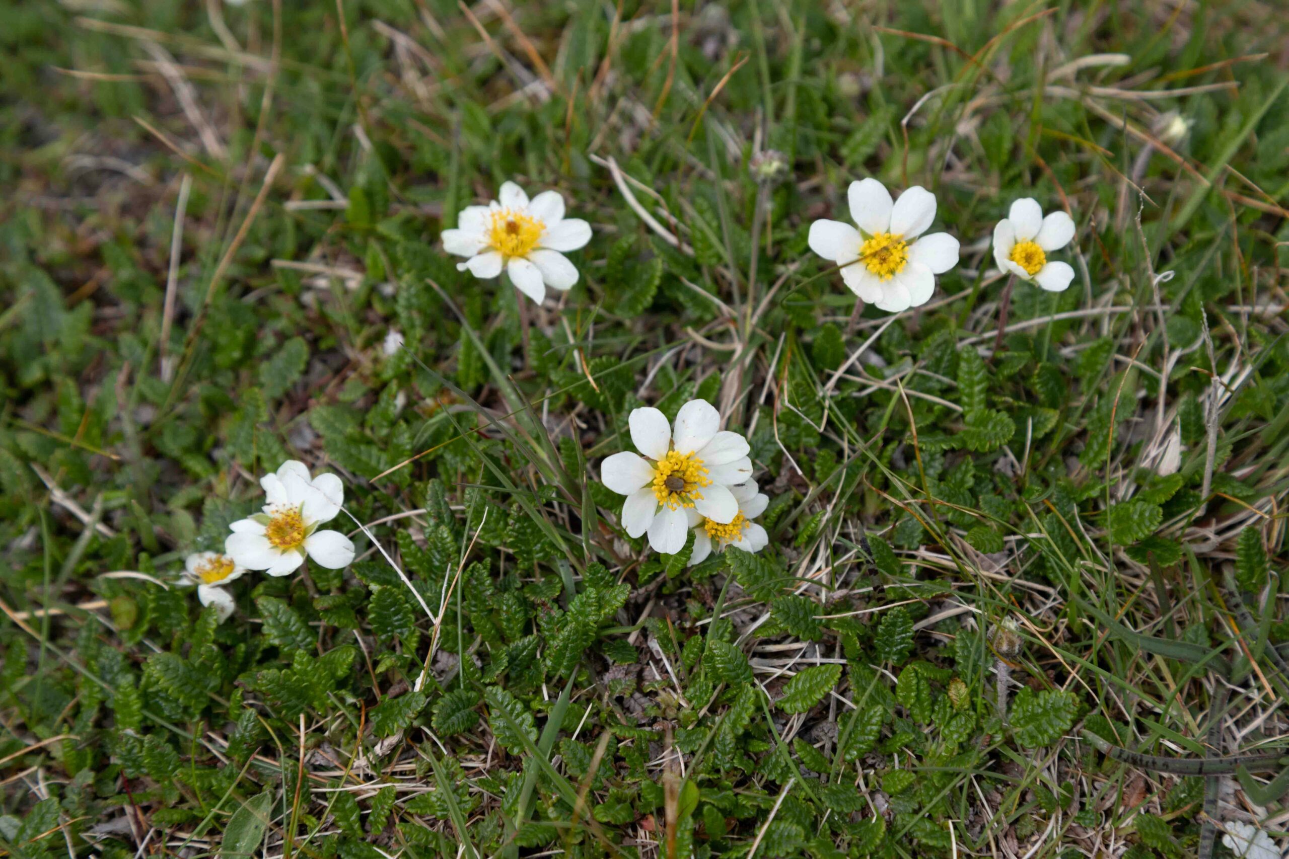 wildflowers scaled