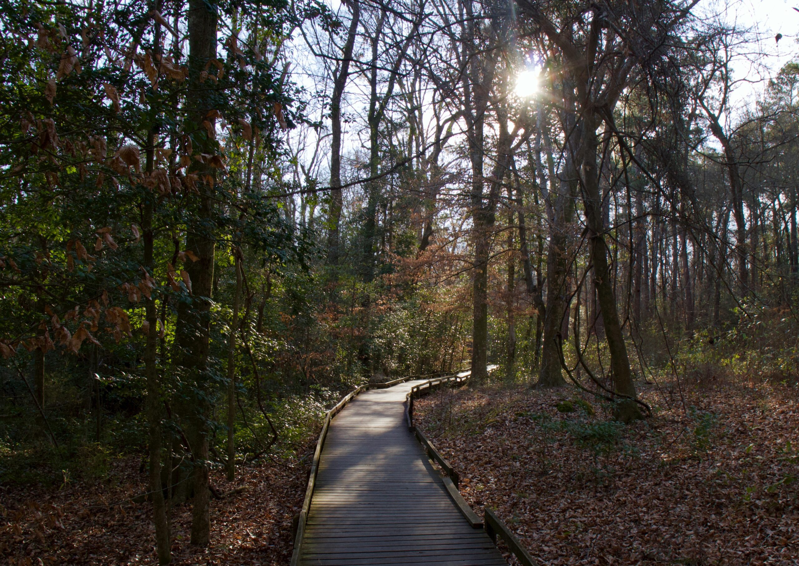 congaree national park 1 scaled