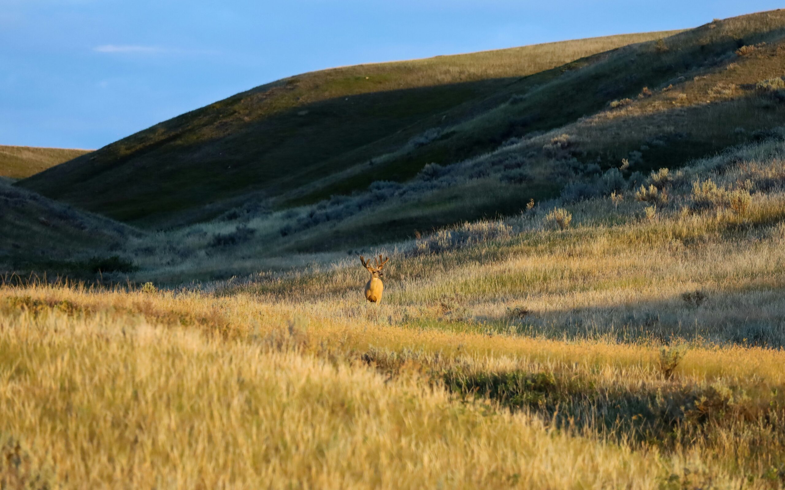 grasslands national park