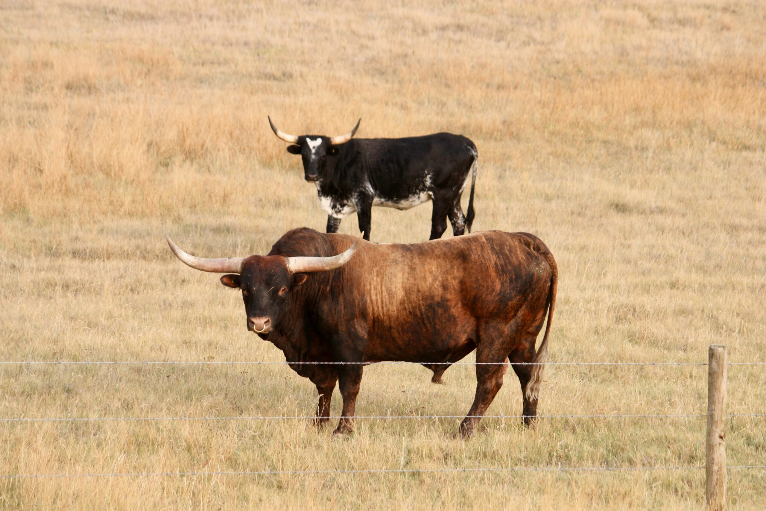 grasslands national park scaled