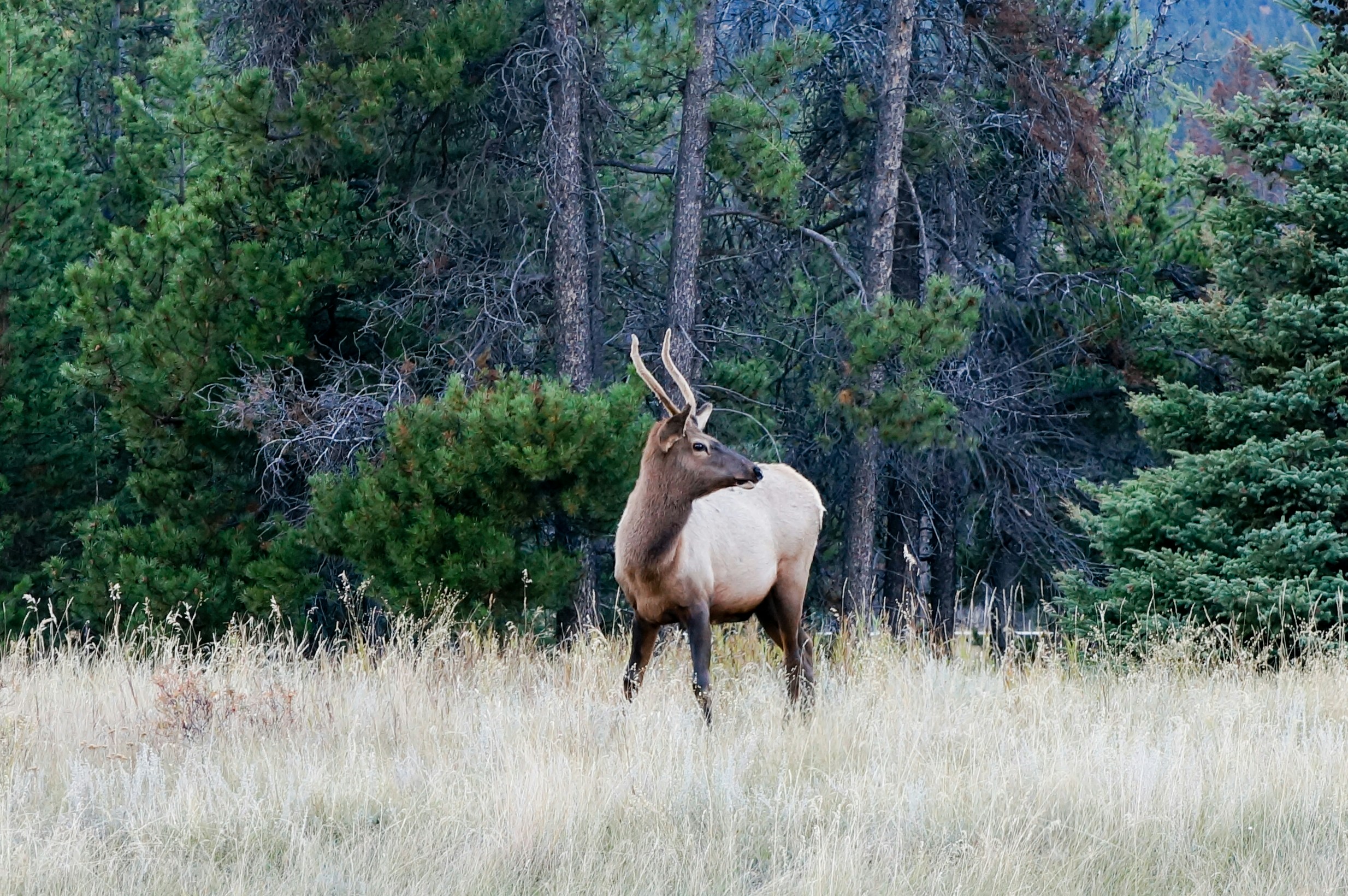 jasper national park