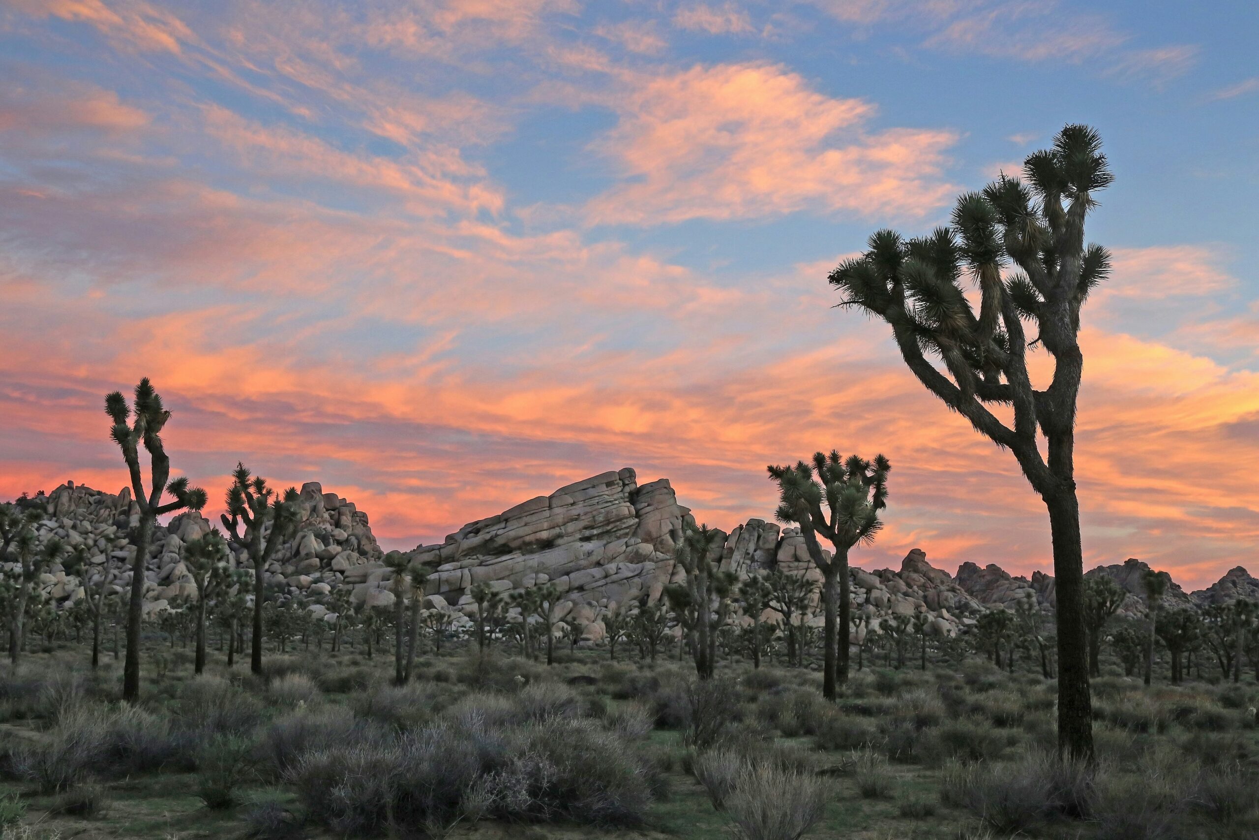 joshua tree national park