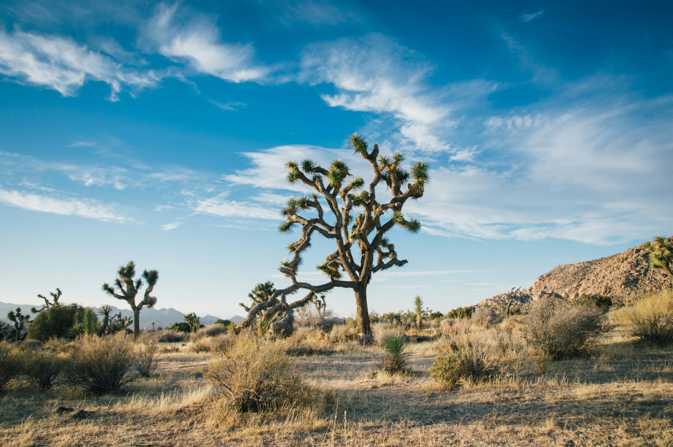 joshua tree national park scaled