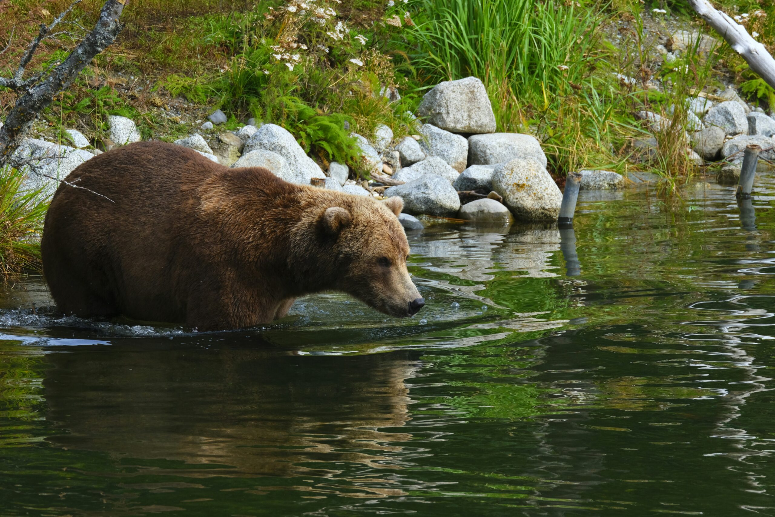 katmai national park2 scaled