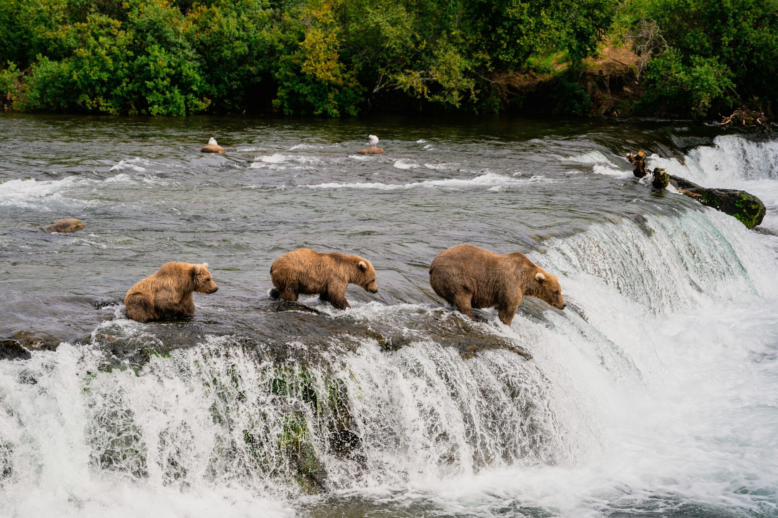 katmai national park3 scaled