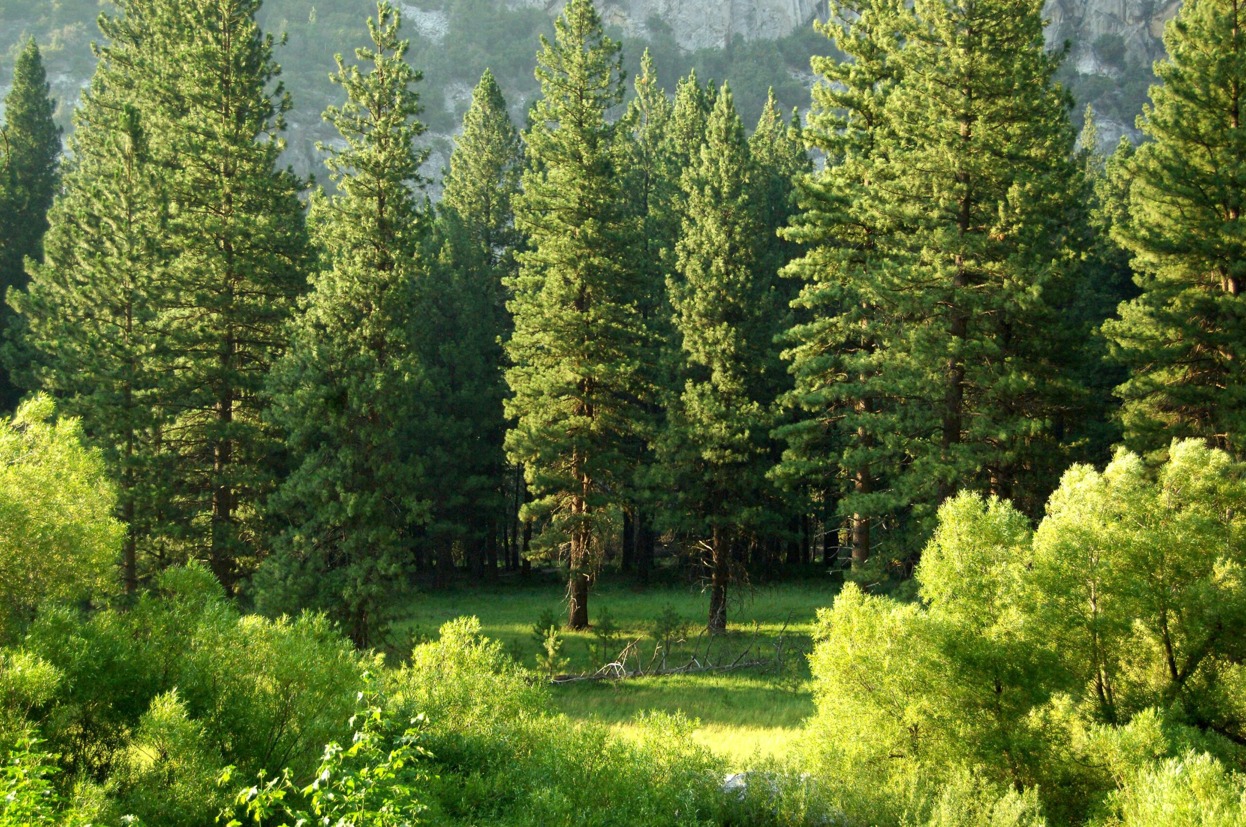 kings canyon national park scaled