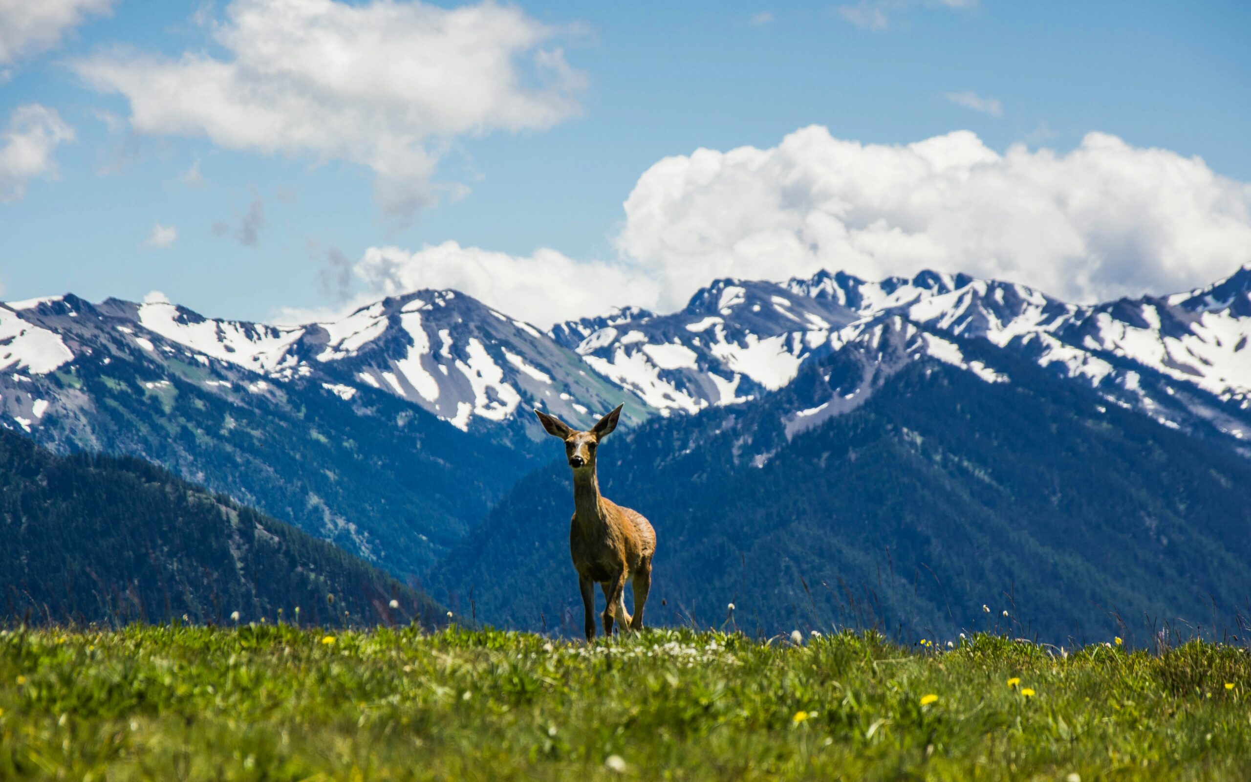 olympic national park