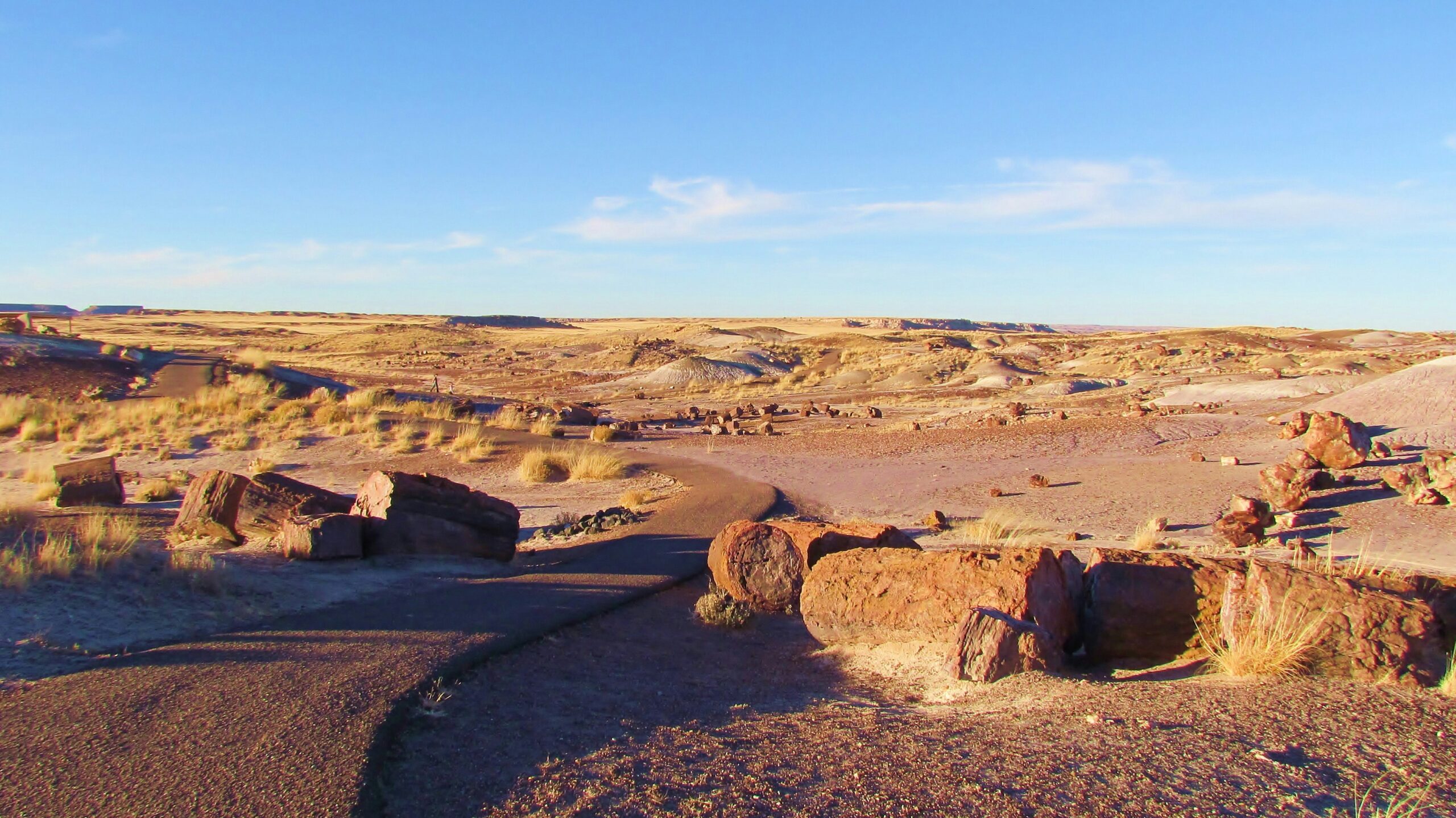 petrified forest national park