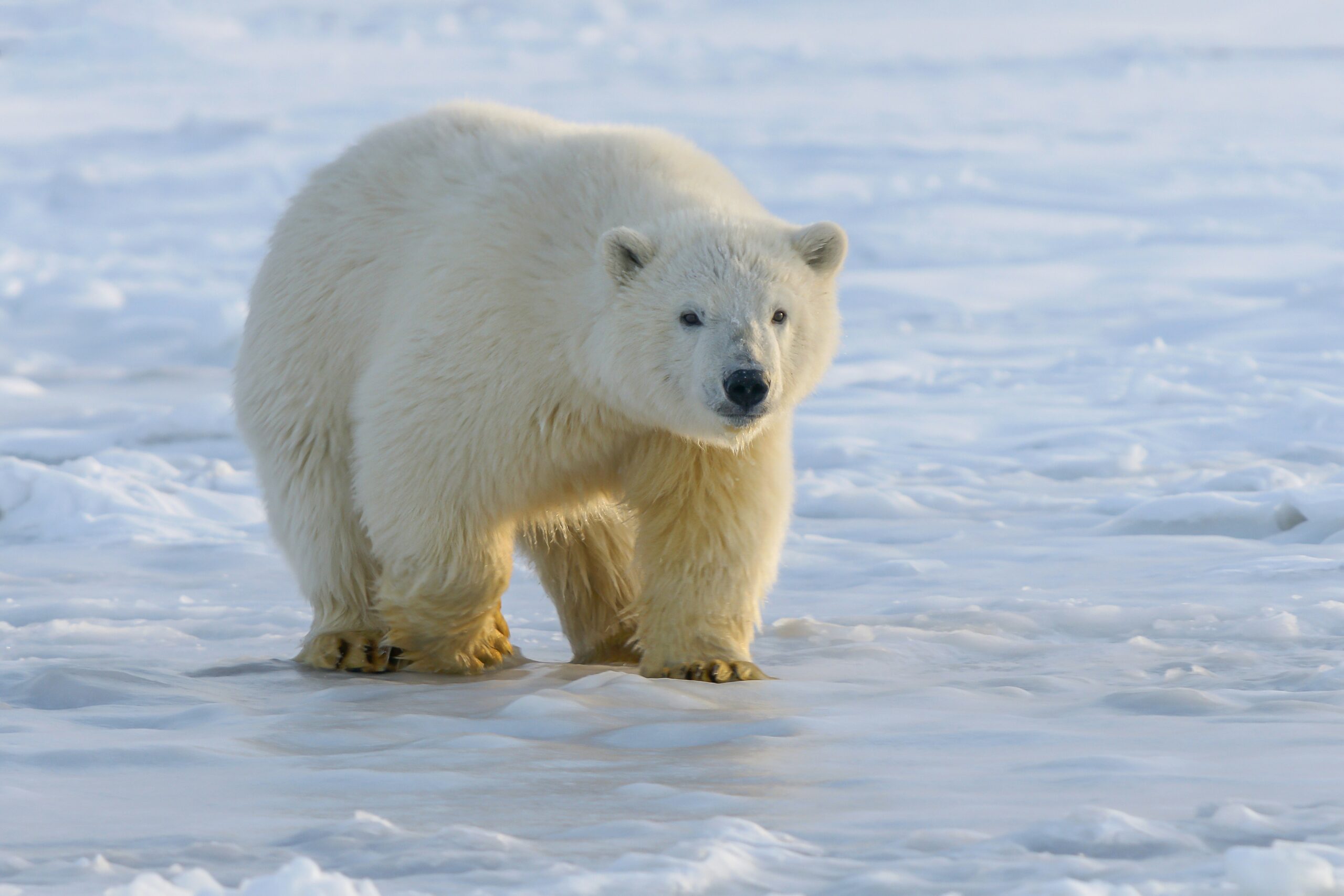 quttinirpaaq national park