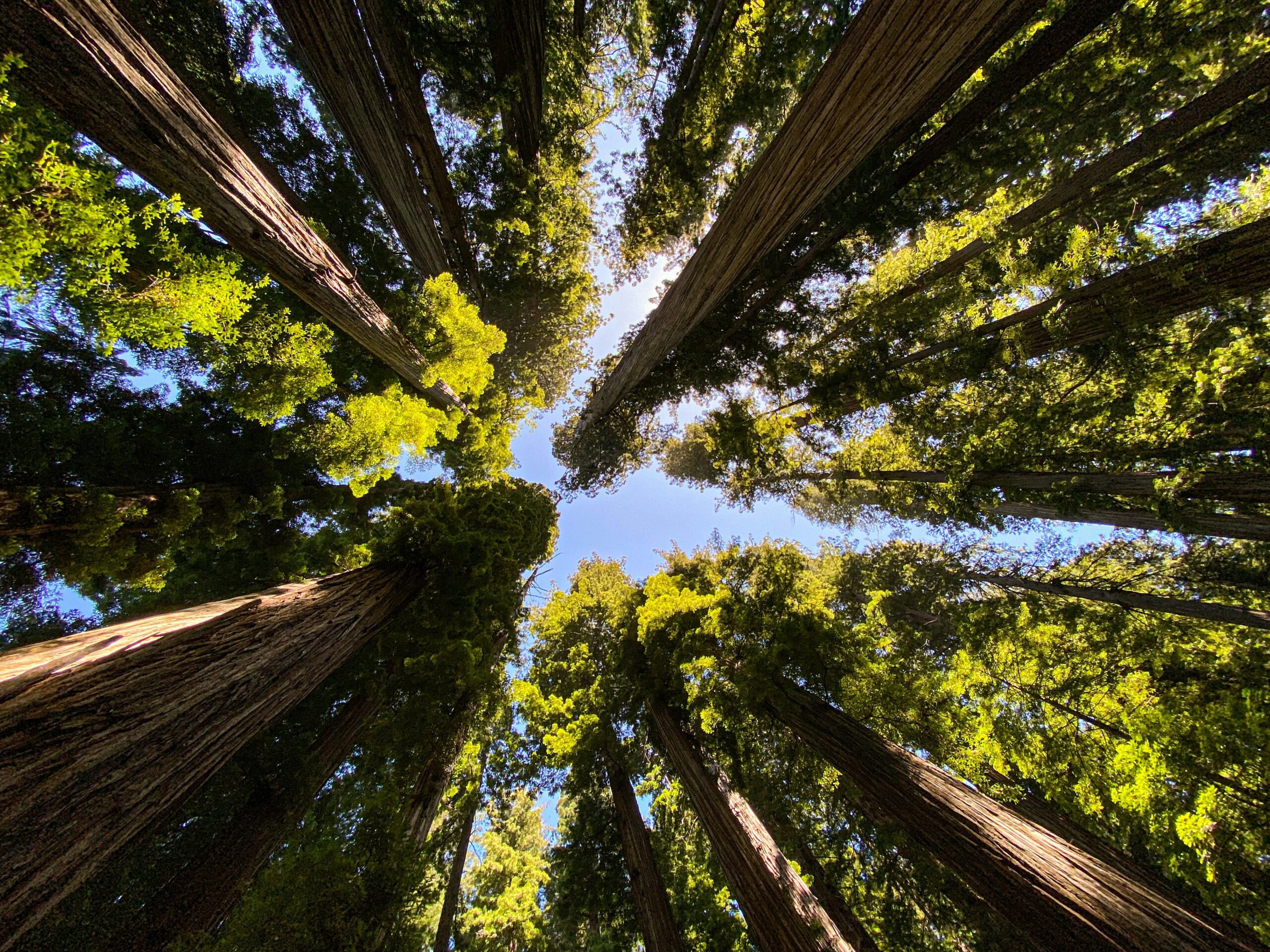 redwood national park