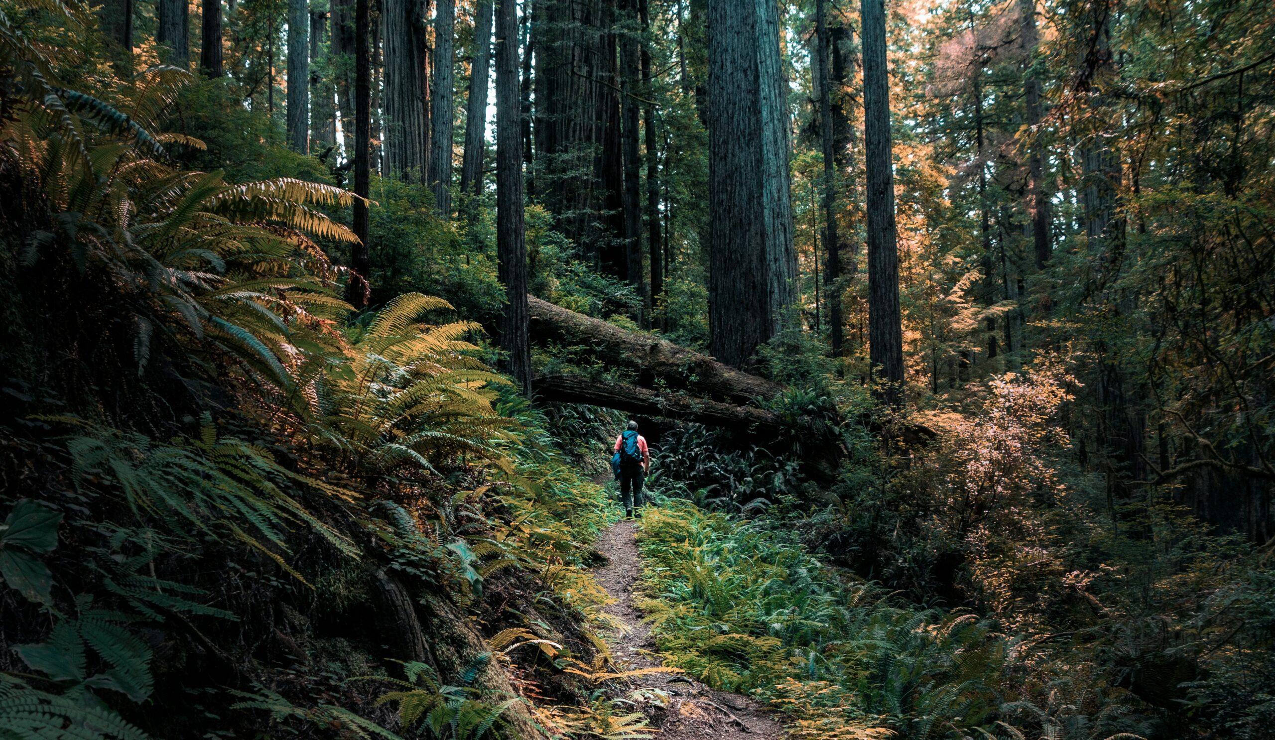 redwood national park scaled