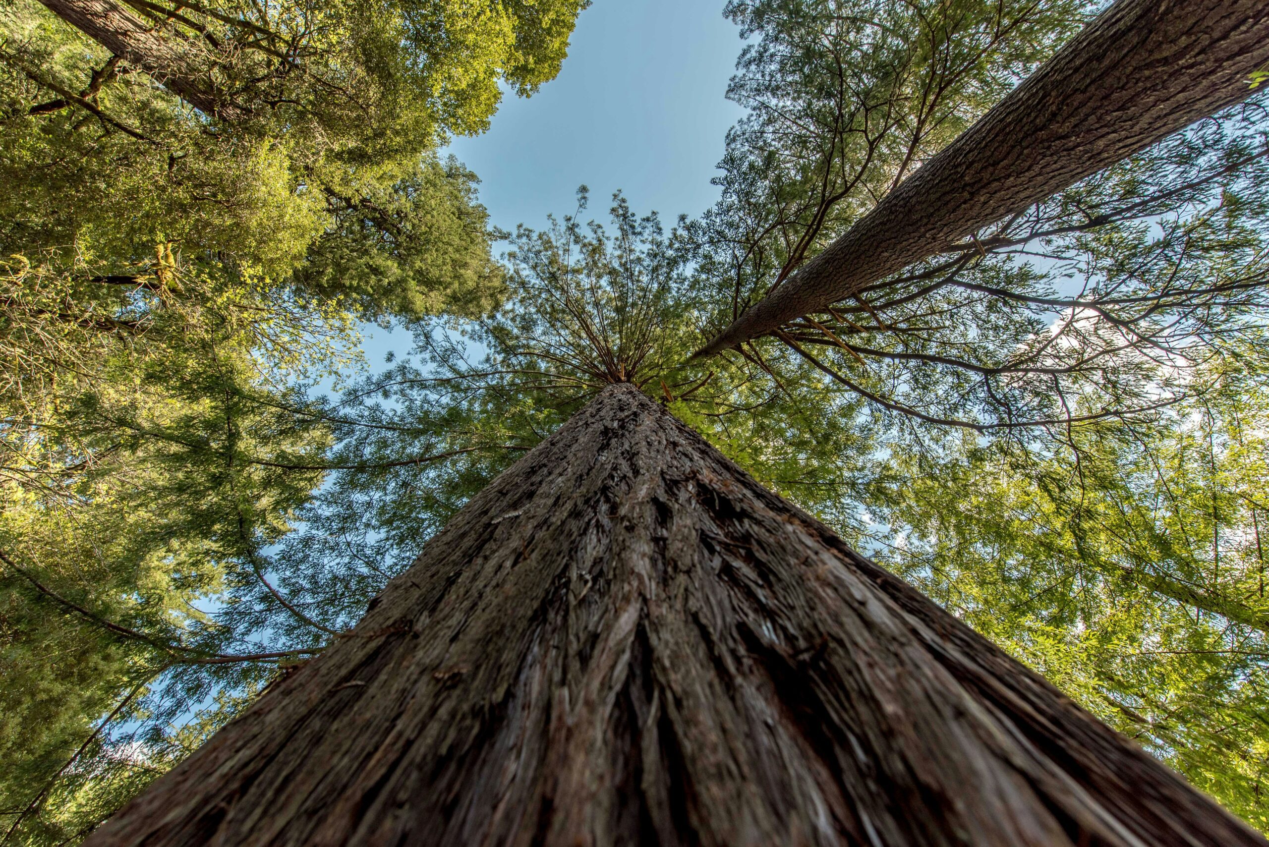 redwood national park scaled