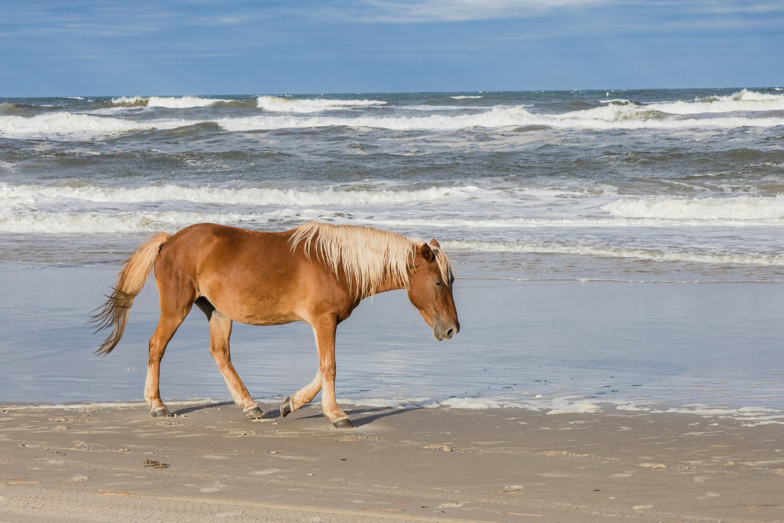 sable island national park scaled