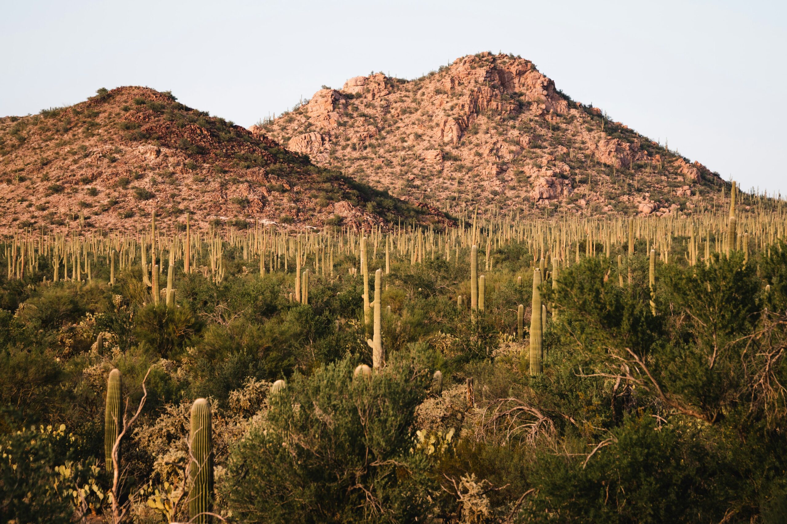 saguaro national park scaled