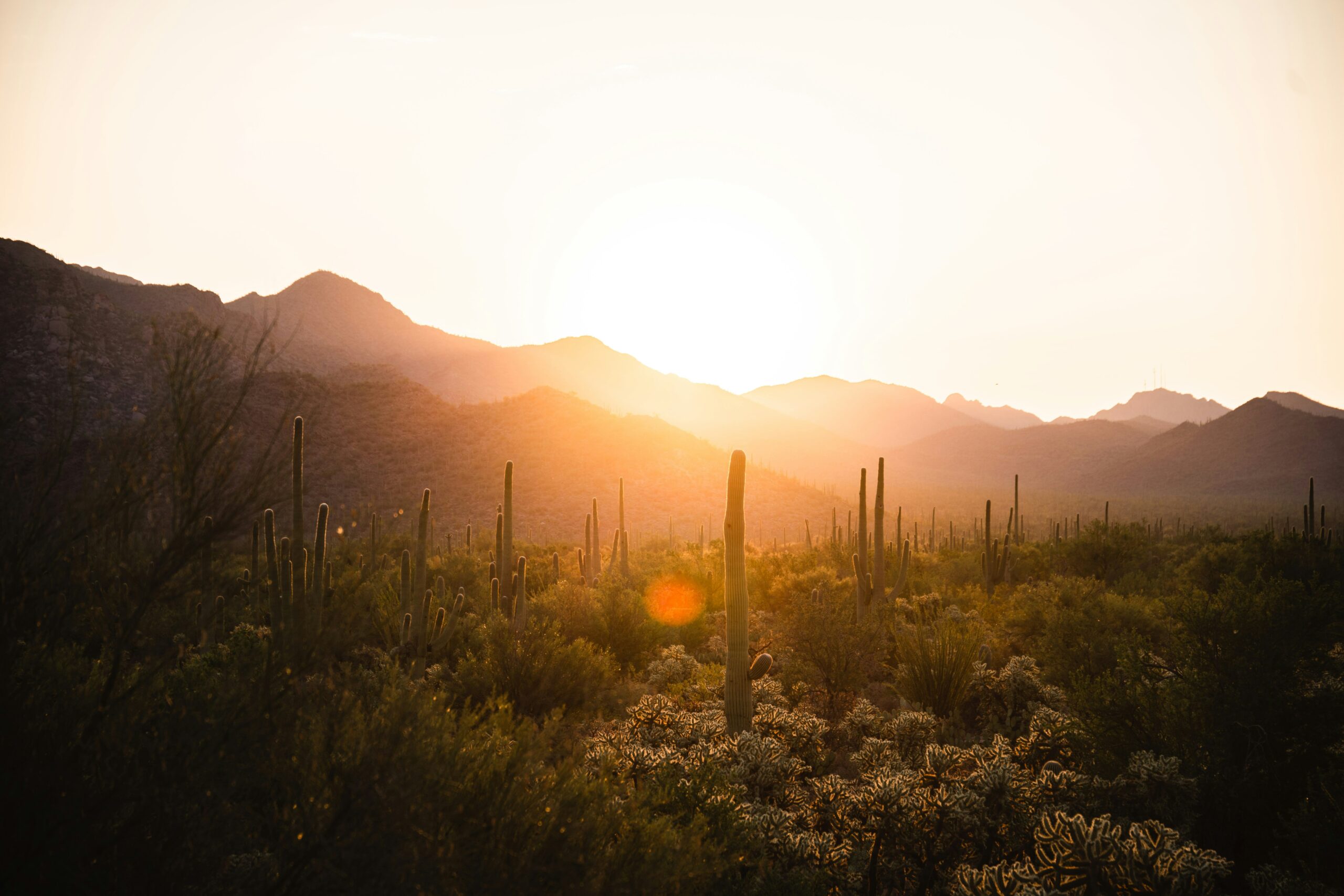 saguaro national park scaled