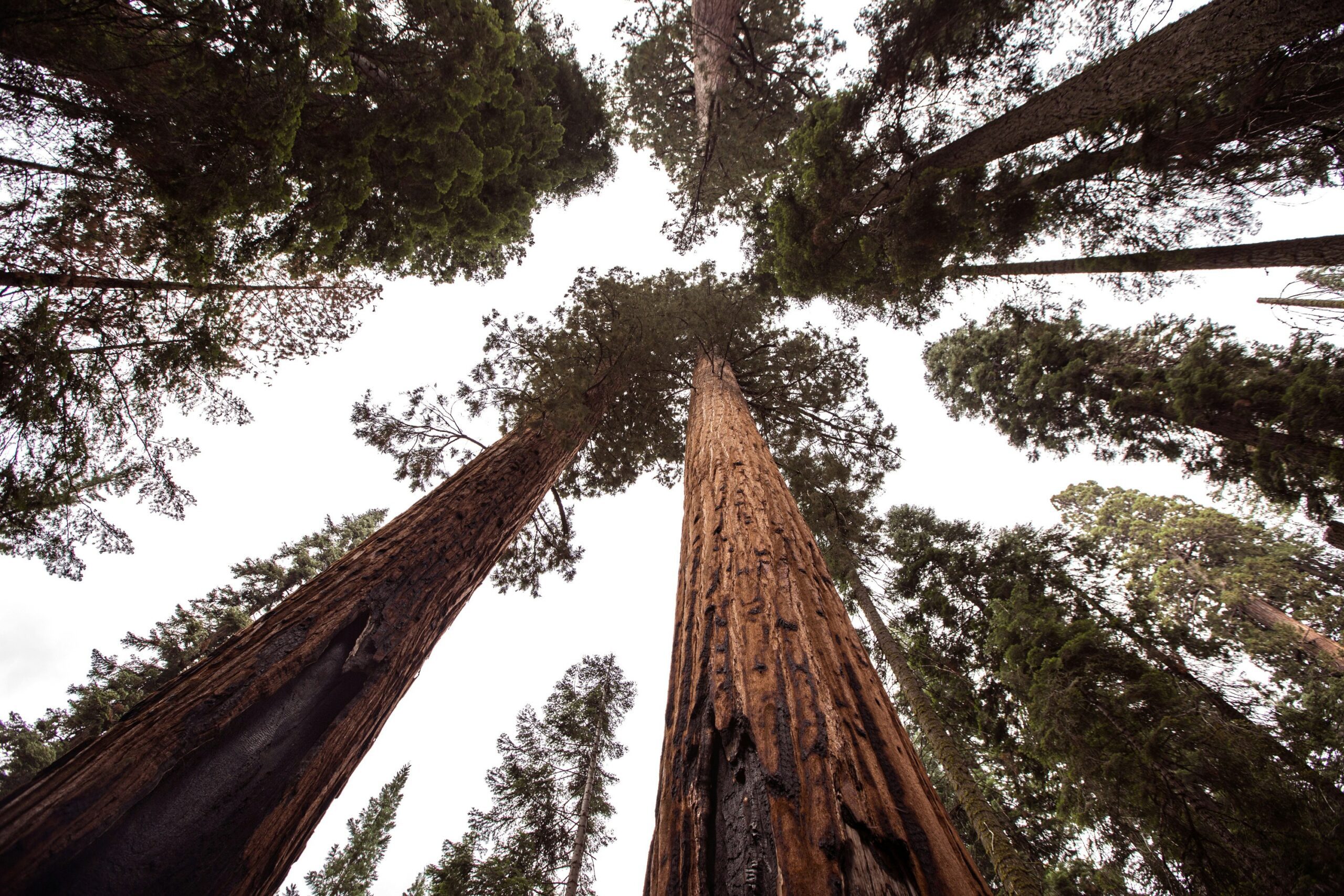 sequoia national park