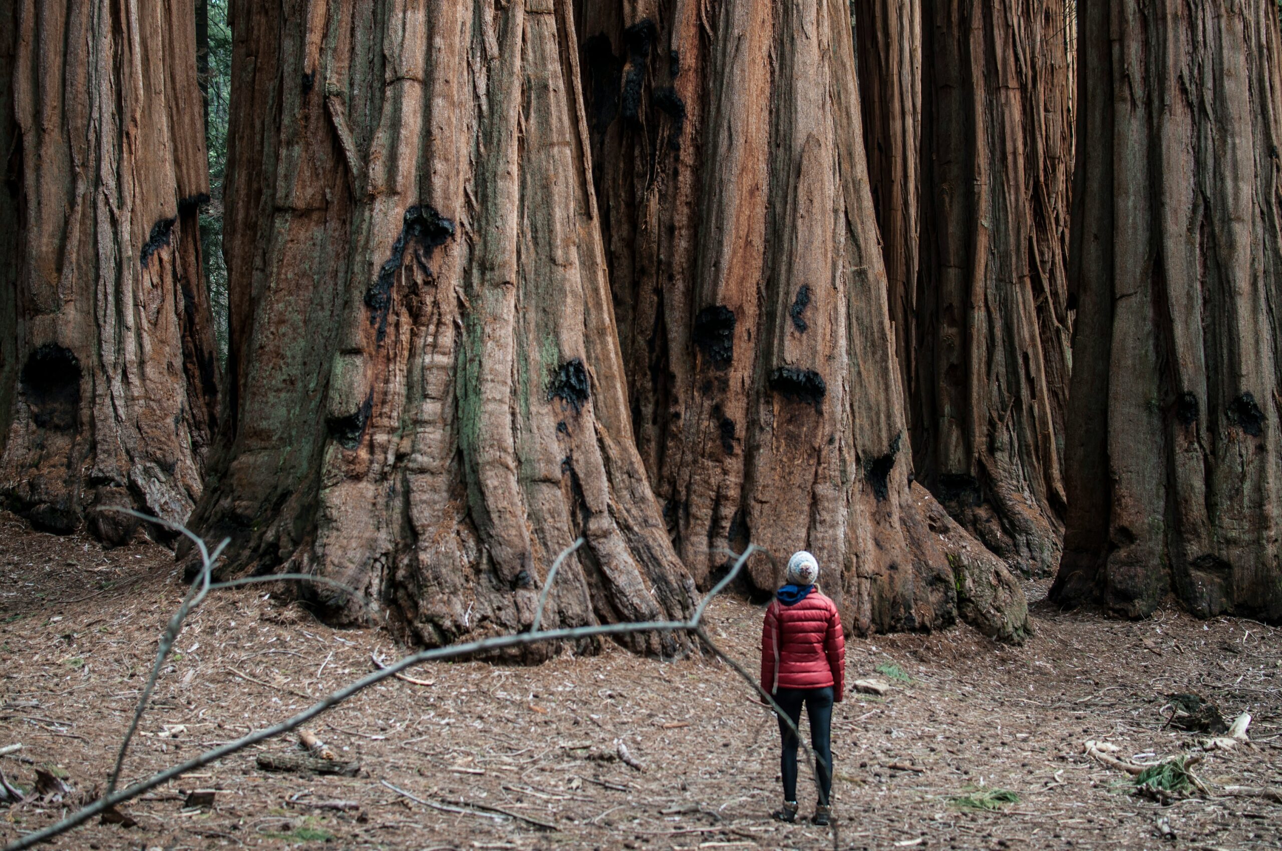 sequoia national park scaled