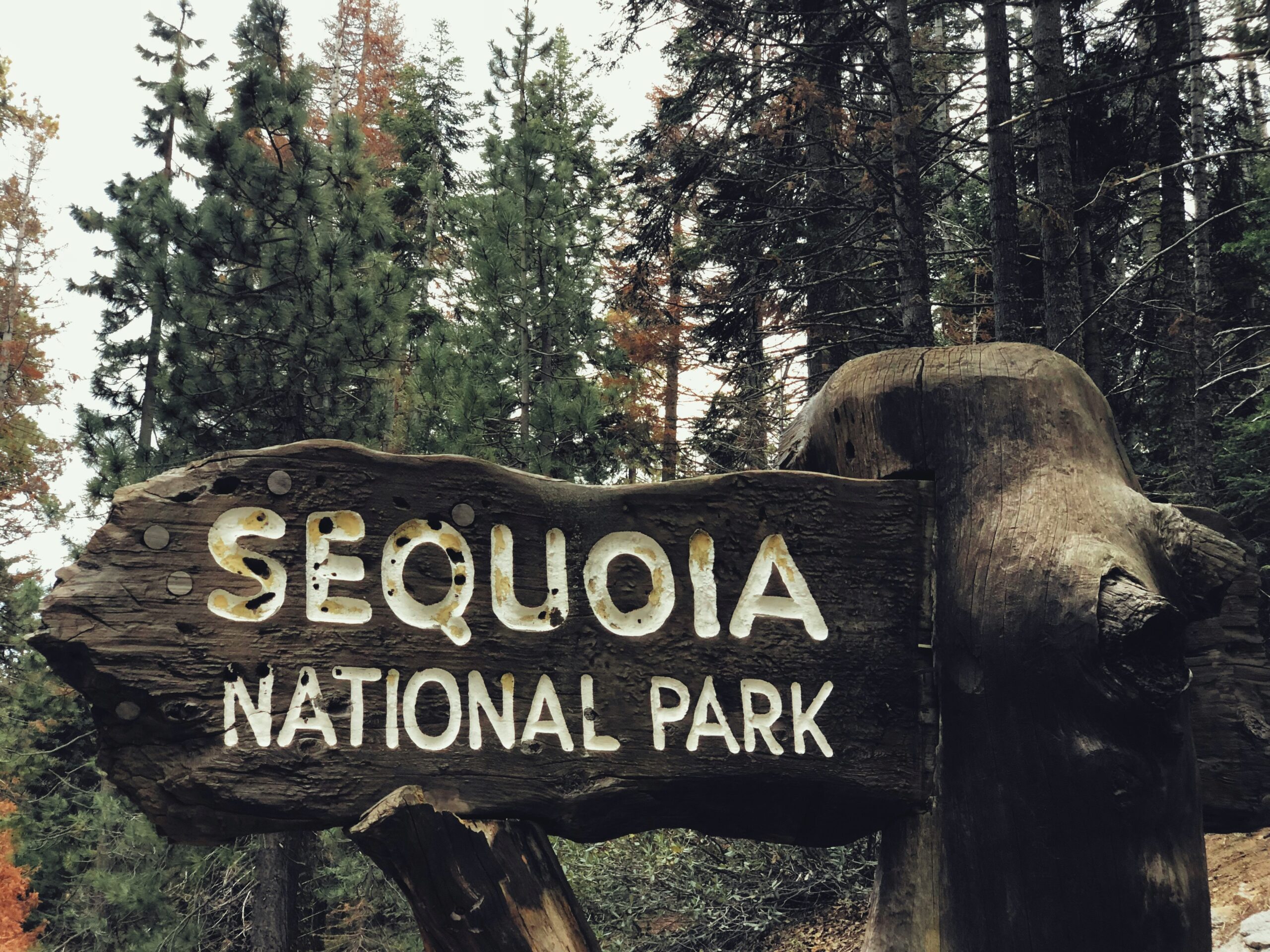 sequoia national park scaled