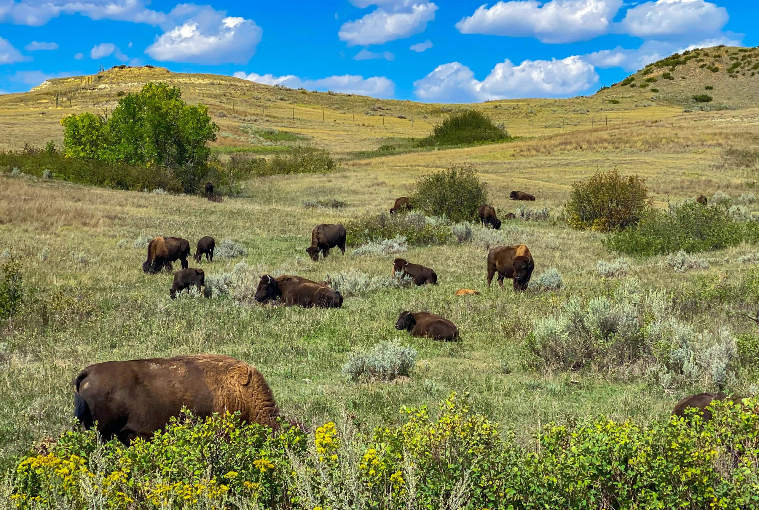 theodore roosevelt national park scaled