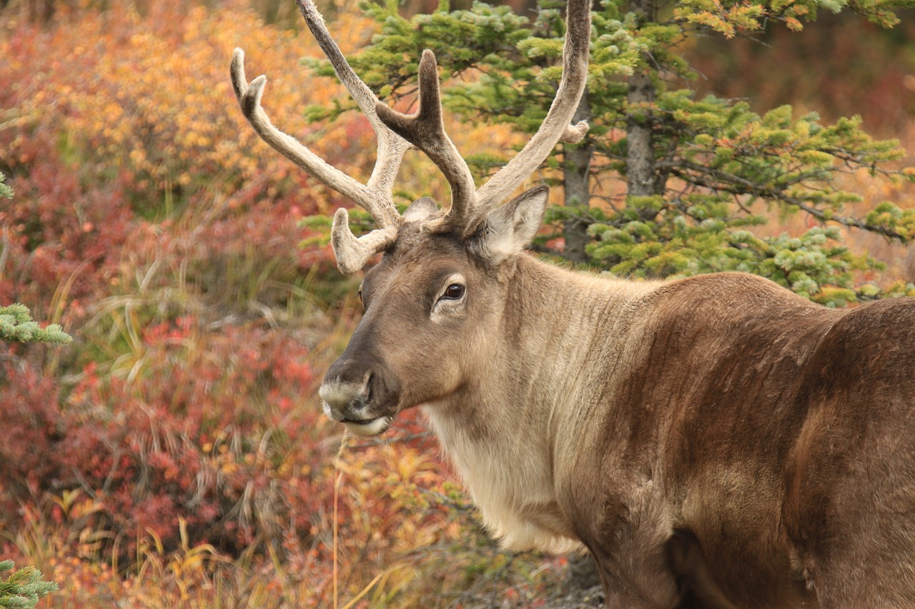 vuntut national park