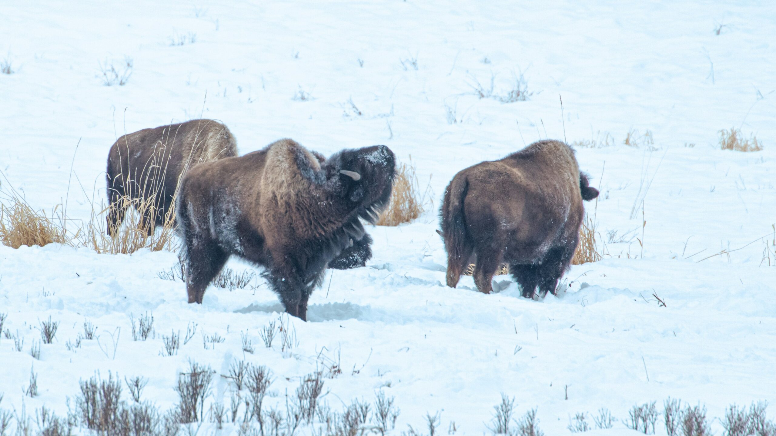 wood buffalo national park2 scaled