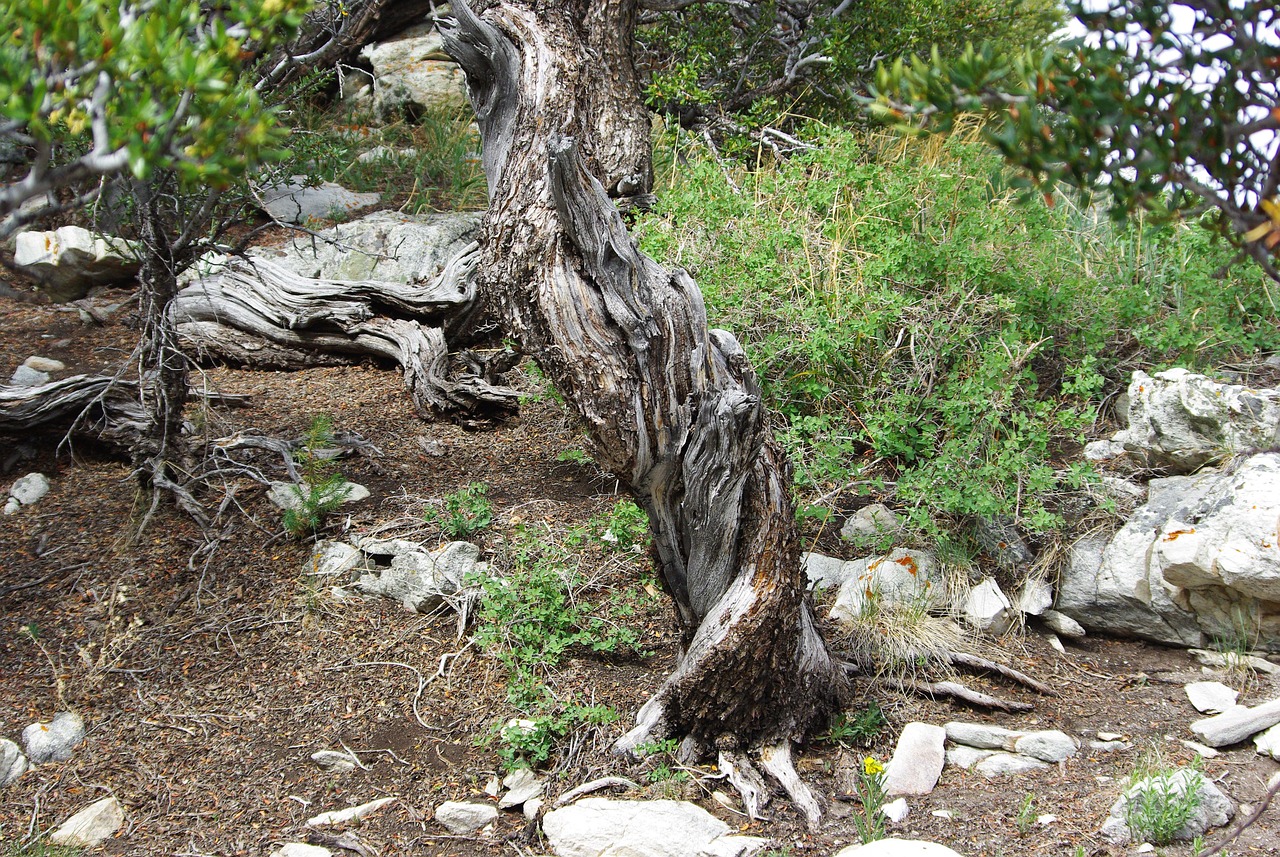 great basin national park