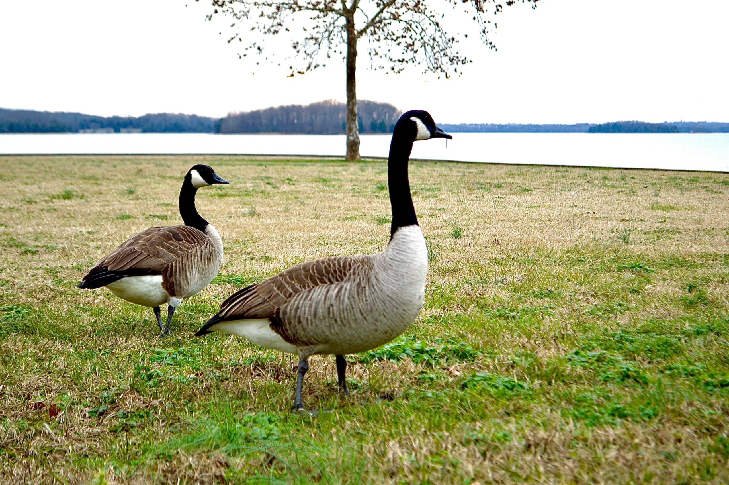 percy priest lake