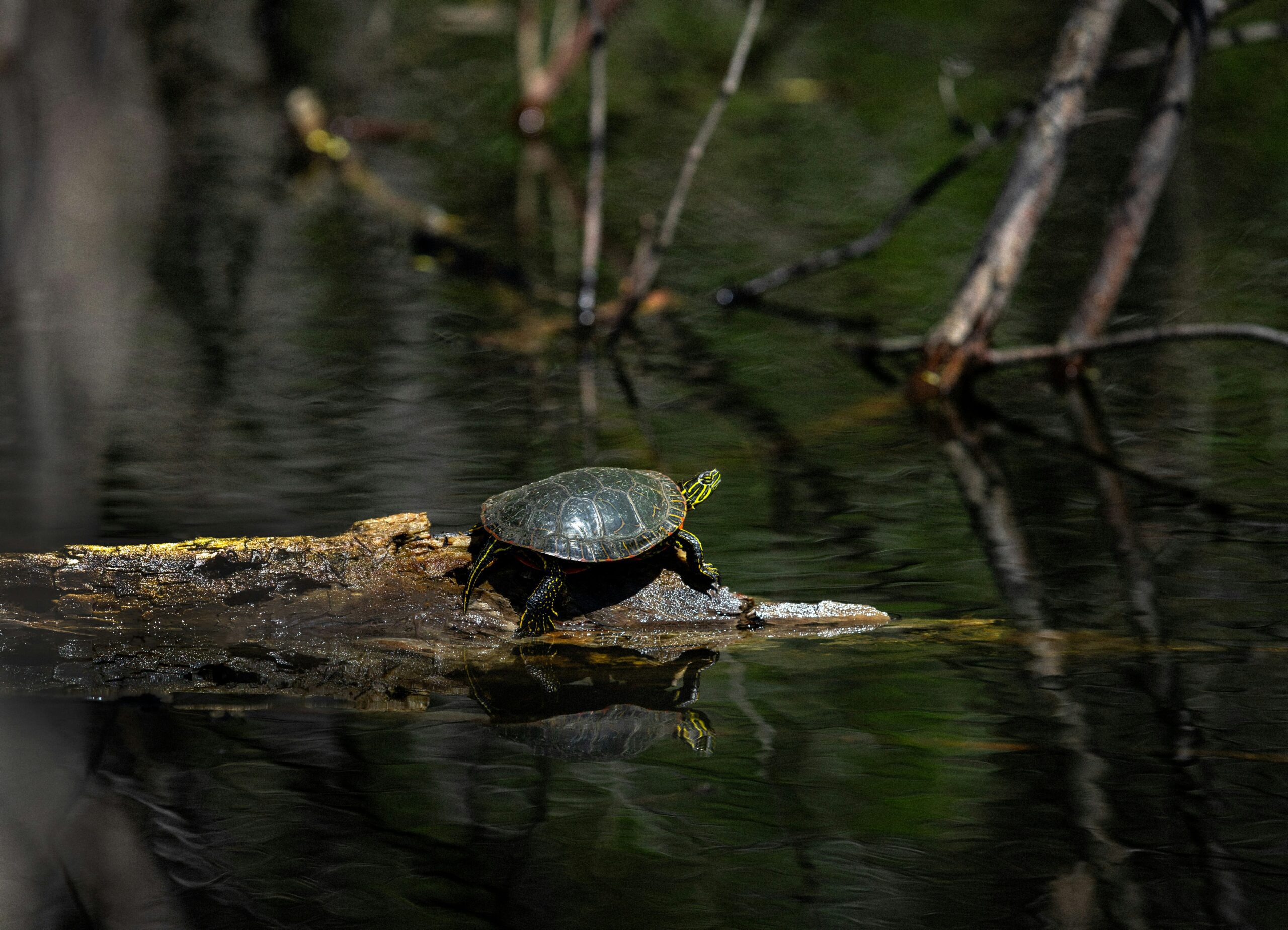 afton state park scaled