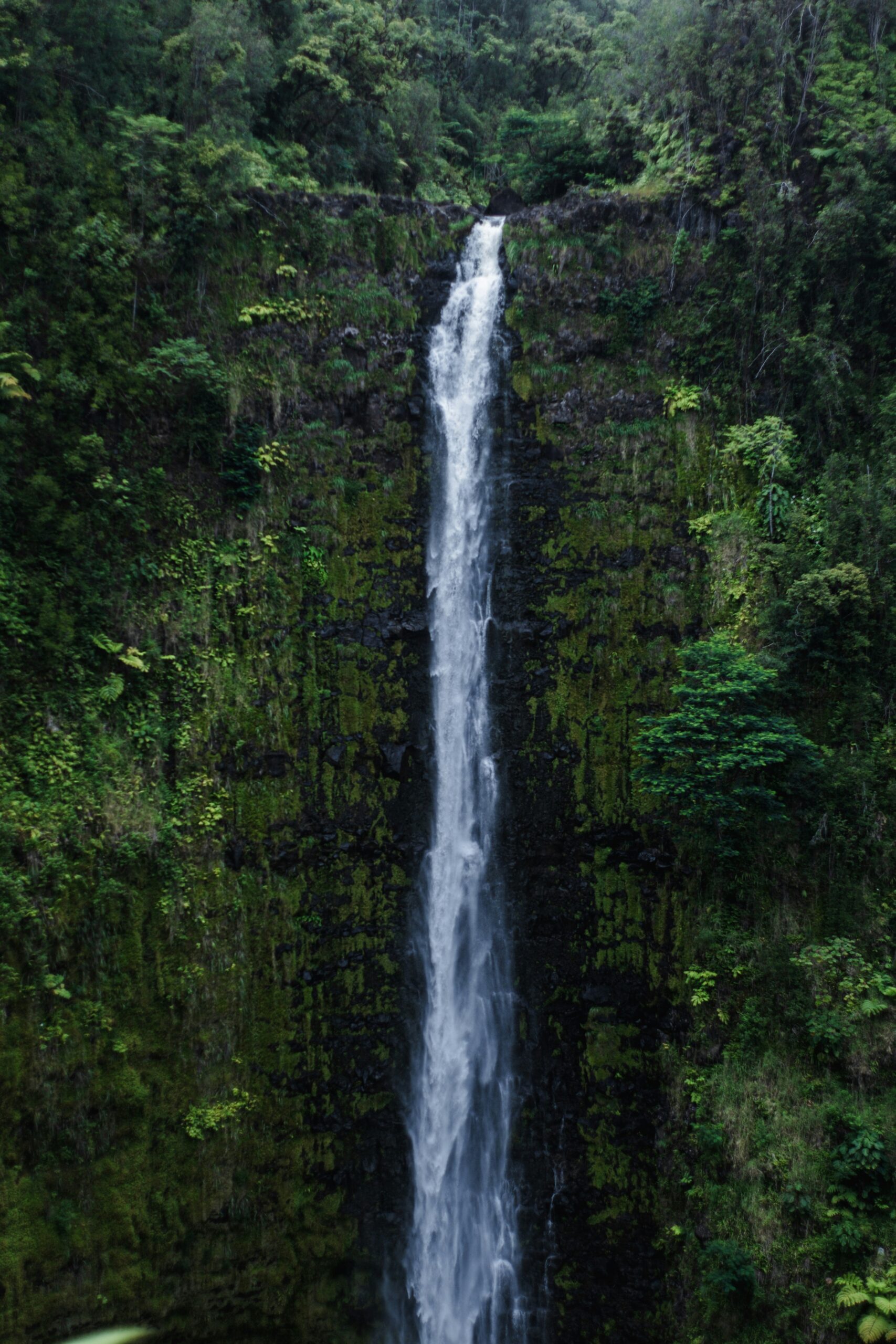 akaka falls park scaled