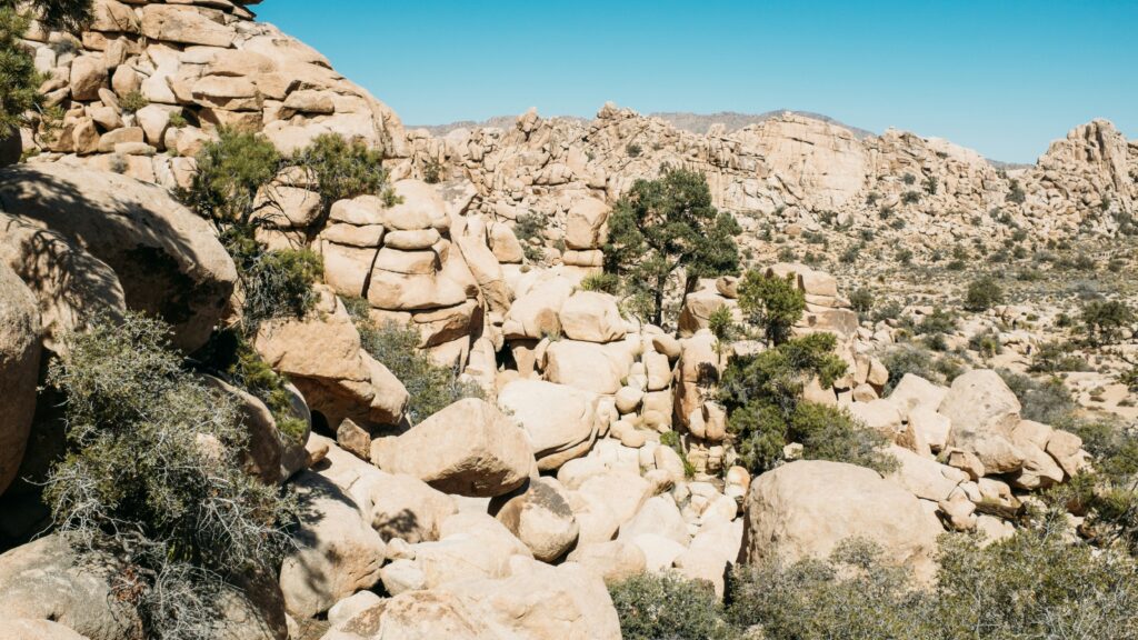 best time of year to visit joshua tree3