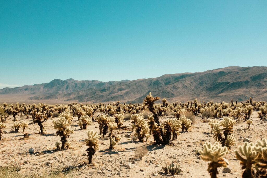 best time of year to visit joshua tree4