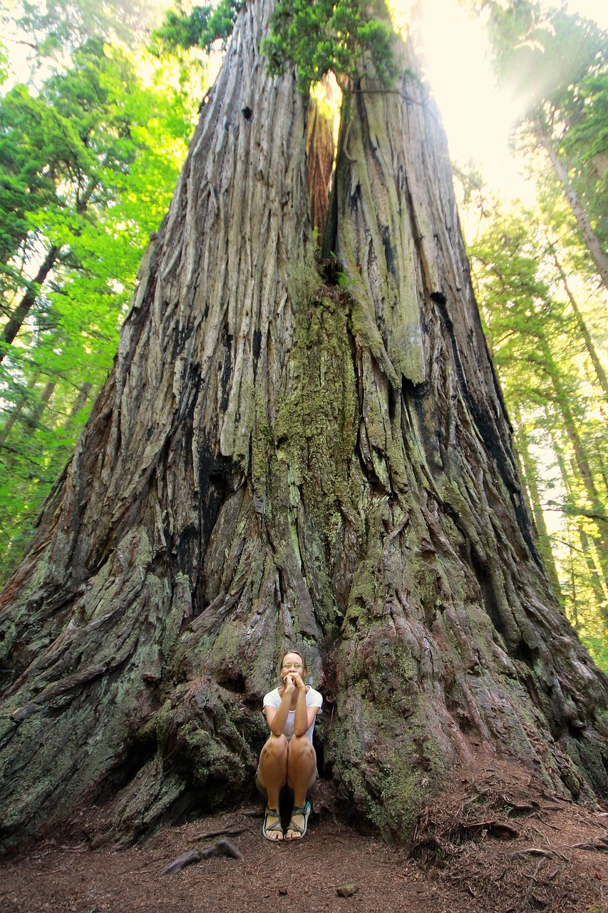 big basin redwoods state park2