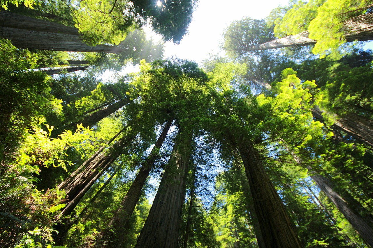 big basin redwoods state park3