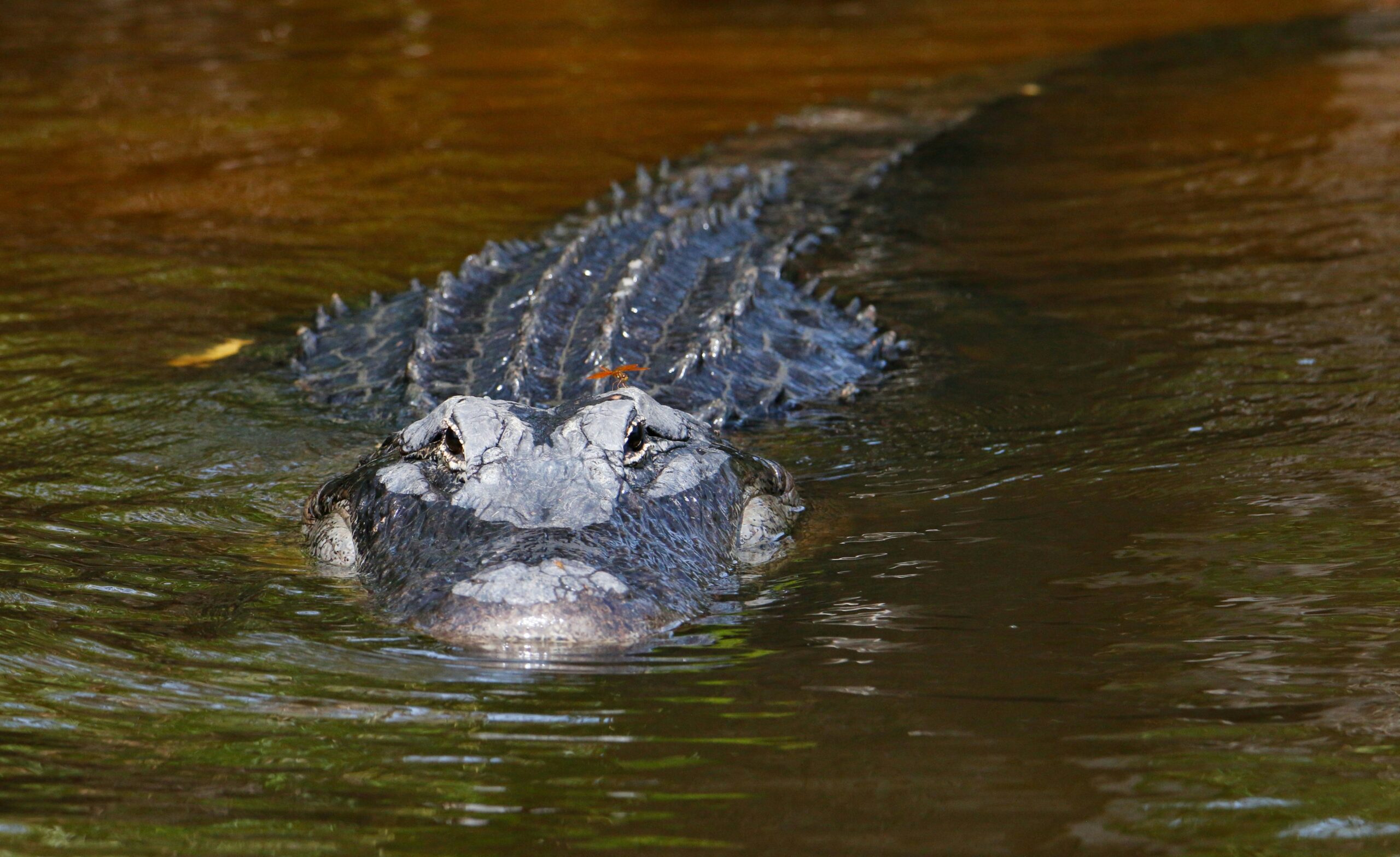 myakka river state park3 scaled