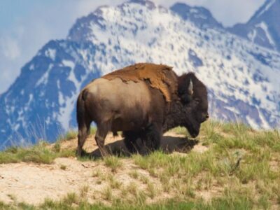 Buffalo in the mountains eating grass.