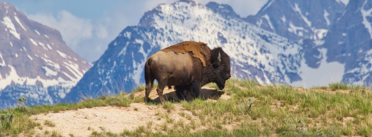 Buffalo in the mountains eating grass.