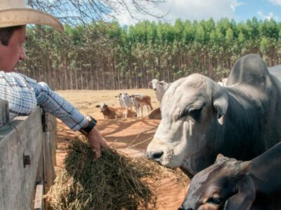 Cowboy or farmer with cattle on a farm, giving them hay.